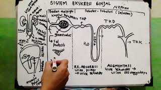 Sistem Ekskresi : Ginjal - Nefron