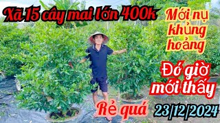 23/12/2024☎️0335949680 Trí 👉xã mai lớn chậu 5 tàn to duy nhất líp này nhanh tay 400k bao sip bao