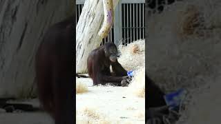 Surya examines the findings.#shorts#funnyvideos#orangutans#funnyanimals#zoo#respect