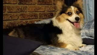 Feisty Fluffy Corgi