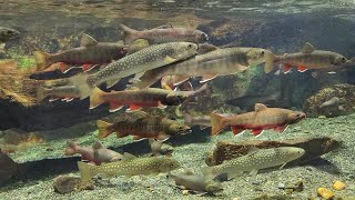 【水族館シリーズ】こいつら水中で軍隊みたいに整列しとる！！(´ﾟдﾟ｀)