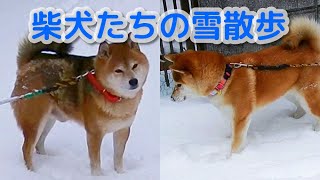 【柴犬たちの雪道散歩】強い爪で力強く歩く♂にジャンプでついていく♀豆柴(subtitled)