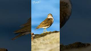 Sandpiper Bird Standing On A Rock