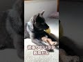 【甲斐犬】欲張り子犬がぬいぐるみを独り占めしてて可愛すぎる！