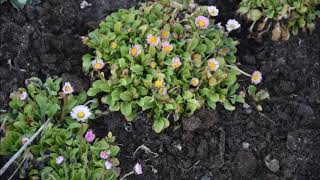 Common daisy/Stokrotka pospolita-for flower meadow/na łąkę kwiatową[ENG SUB]