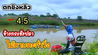 ตกชิงหลิวข้างกระชังปลาแม่น้ำมูล🏞️ข้างกระชังปลามีอะไรดี‼️