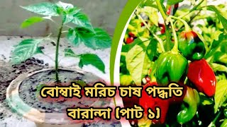 how to grow chili at home বোম্বাই মরিচ চাষ পদ্ধতি বারান্দা (পাট ১)#স্বপ্নকৃষি