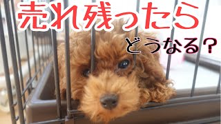 【トイプードル飼い主募集中】売れ残ったら犬はどうなるの？ブリーダーの謎‼️