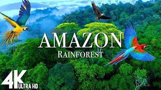 Amazon 4k - The World’s Largest Tropical Rainforest | Relaxation Film with Calmi