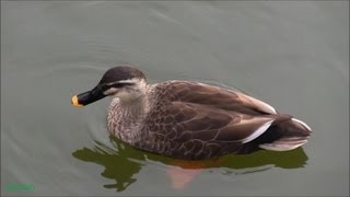 Pretty bird! Spot-billed Duck(Anas poecilorhyncha) 可愛いカルガモちゃん 泳ぎとお食事