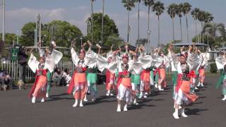 夢舞隊（よさこい夢まつり2016）本祭一日目・岸壁会場