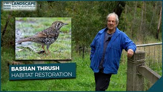 Bringing back the Bassian Thrush in the Cudlee Creek fire scar, Adelaide Hills