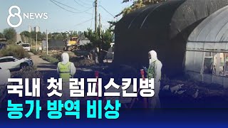 럼피스킨병, 국내에서 첫 확인…젖소 · 한우 잇따라 확진 / SBS 8뉴스