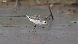 Marsh Sandpiper foraging alone | Cam Nature