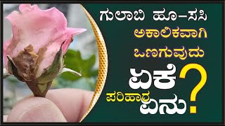 ಗುಲಾಬಿ ಹೂ - ಸಸಿ ಅಕಾಲಿಕವಾಗಿ ಒಣಗುವುದು ಏಕೆ?? ಪರಿಹಾರ ಏನು? # rose 🌹 #marysmanegarden  #organic #gardener