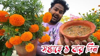 গাছ ভাঙা ইনকা গাঁদা ফুল পেতে প্রতি সপ্তাহে এই খাবার প্রয়োগ করুন - গাছ ভর্তি হয়ে ফুল থাকবে