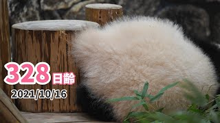 【パンダの赤ちゃん（楓浜）】お顔があんまり見えません…（328日齢）