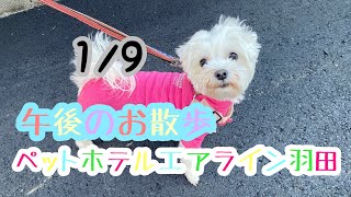 1/9午後☀️ワンちゃんドッグラン〜猫ちゃん〜のご様子です♡羽田空港近くのペットホテルエアライン羽田にご宿泊中のペットちゃん達です♡