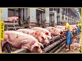 How Do American Farmers Make $10 Million From Largest Pig Farm in The World - Processing Factory