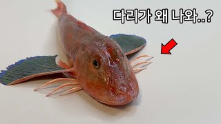 다리를 만들어낸 물고기 ㄷㄷ - 성대 해부