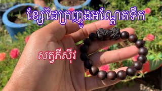 វត្ថុស័ក្កសិទ្ធ​ ខ្សែដៃអង្កាំ​ និងឡត​ សាងពីឈេីគ្រញូងអណ្តែតទឹក​ សត្វភីសុីវ ពាក់សម្រាប់ជាគ្រឿងលម្អរ