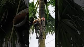 অবিশ্বাস্যভাবে দ্রুত তাল গাছে ওঠানামা / Climbing Safety Clips M/C #samirstheplantprotector #viral