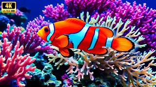 Aquarium 4k VIDEO (ULTRA HD) - Charming Fish of the Coral Reef Ecosystem - Marine Life, Sea Animals