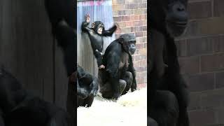 Baby Chimp's Hilarious Tumble From Mom's Back! #shorts