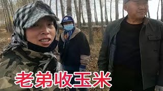 老弟种植的大片玉米收割了，大型机器一会就收完，杀鸡炖鱼炒了十个菜，庆丰收