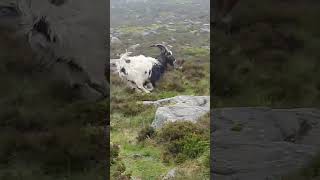 Wild goats of The Glyderau #nature #mountains #ogwen