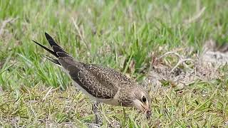 Oriental Pratincole juvenile hunting flies