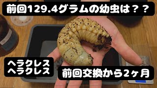 幼虫体重の自己記録139g超えなるか？？ヘラクレスオオカブトのマット交換