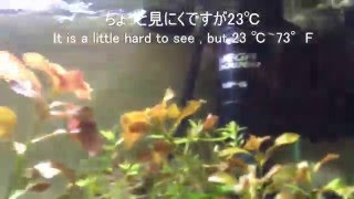 ビーシュリンプ　Bee Shrimp　エビ　（20日目）　Shrimp（20days）　暑さ対策