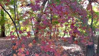 【Japanese temple turning leaf  紅葉】平林寺の美しい景色をお愉しみ下さい。