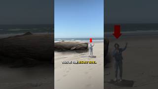 I Investigated The Exploding Whale Incident