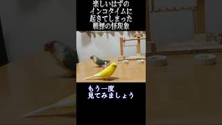 楽しいはずのインコタイムに起きてしまった戦慄の怪現象😱　 #Short #インコ #セキセイインコ #ウロコインコ #小鳥 #お笑い #おもしろ動画 #Parakeet #conure