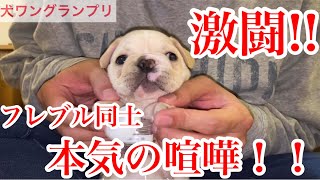 【死闘】フレブル本気の喧嘩！ボトルキャップチャレンジ！第二回犬ワングランプリ！frenchbull