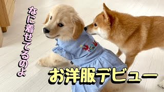 ゴールデンレトリバー子犬のお洋服デビュー with subtitles