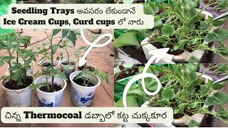 Seedling Trays లేకుండానే నారు ఎంత బాగా వచ్చిందో 🤔చిన్న Thermocoal డబ్బాలో కట్ట చుక్కకూర 🤩