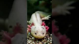 Astonishing Axolotls: Masters of Regeneration 🌱🔬