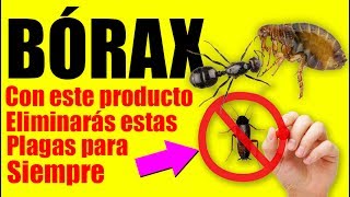 BORAX: la forma de Eliminar Cucarachas, Hormigas, Chinches, Termitas y más Plagas