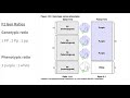 bio 30 6.1.3 mendel s monohybrid cross