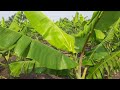 నాలుగు నెలలు తర్వాత మన తోట ఇలా ఉంది 4 months yelakki banana plants yelakki banana farming