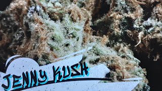 JENNY KUSH STRAIN REVIEW