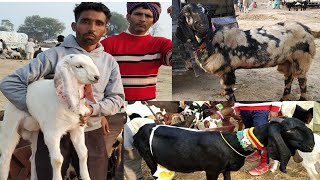 Tungwali  bakkarian da mela goat fair Tungwali ਤੁੰਗਵਾਲੀ ਬੱਕਰੀਆਂ ਦਾ ਮੇਲਾ 2.2.2019