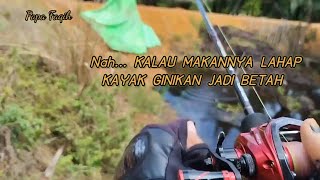 HABIS HUJAN!! GABUSNYA PADA KELAPARAN...