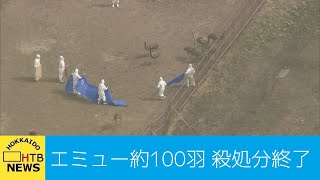 死んだエミューが高病原性鳥インフルエンザ疑い　釧路の農場で約１００羽の殺処分終了