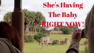 Giraffe in Labor at Animal Kingdom