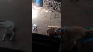 റൊമാൻസ് തീരെ അറിയില്ല😂😂😂#cat #fundub#catlover#pls sub