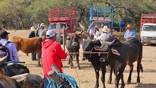 Lunes de Plaza Ganadera Las Monjas Mihuatlan yuntas de toros criollos mulas burros vacas 🐄 borregos